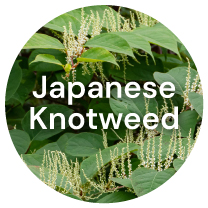 PAULONE AudeLift 7 Plant Exctracts: #1 Japanese Knotweed