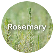 PAULONE AudeLift 7 Plant Exctracts: #6 Rosemary