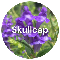 PAULONE AudeLift 7 Plant Exctracts: #4 Skullcap